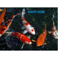 Карп Кои